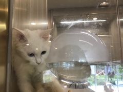 -飞行喵MR PILOT|猫舍·猫咖(静安大融城店)