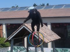 -西霞口神雕山野生动物世界