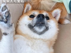 -怪兽屋·羊驼·猫咖·狗咖(俊华广场店)