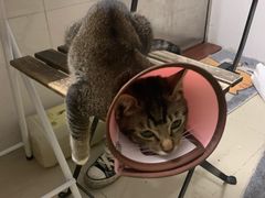 -瑞派动物医院·绝育·犬猫全科·预防医学(光景江南中店)