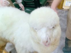 -神奇动物撸宠馆·羊驼·小浣熊·异宠(豫园店)