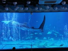 -烟台海昌鲸鲨海洋公园