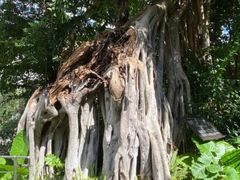 -新荣记(湾仔店)