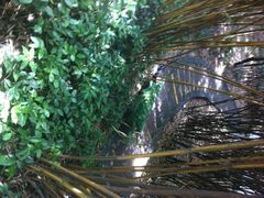 大熊猫繁育研究基地-成都大熊猫繁育研究基地