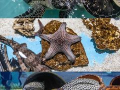 -绿色星球动物主题公园