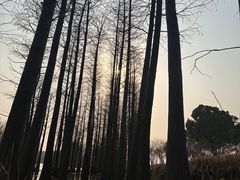 -苏州太湖国家湿地公园