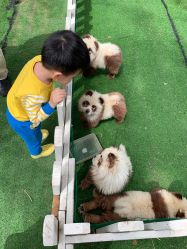 -上美四季动物农场