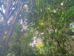 -中国科学院西双版纳热带植物园