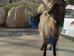 -北京野生动物园