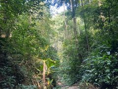 -西双版纳原始森林公园