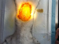 -关爱宠物医院·猫科中心·消化科(滨湖万达分院)