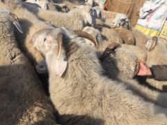 iphone_upload_pic-郭记原生态烤羊腿(长宁路店)