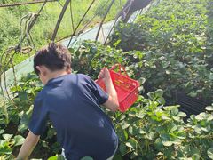 -大自然农场蔬菜草莓采摘园