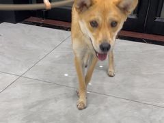 -安安宠医宠物医院·异宠·犬猫内科(岳阳分院)