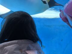 -海合安成都极地海洋公园