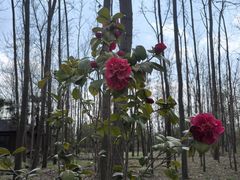 -合肥滨湖国家森林公园