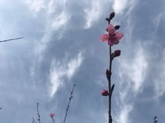 -上海市龙华烈士陵园