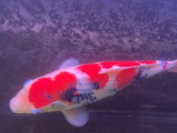 -青木造型HAIR·あおき髪を刈る潮人店