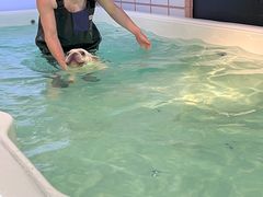 -柴源莊·柴小宠柴犬咖啡