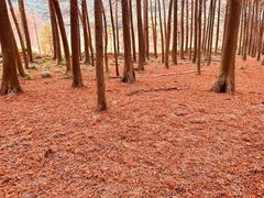 -小芝红树林
