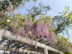 -莲花池公园