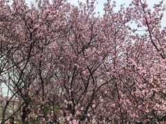 -白塘生态植物园