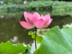 -陈家山荷花公园