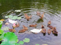 -映月湖公园