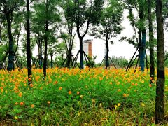 景点-上海长兴岛郊野公园