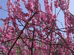 -石家庄市植物园