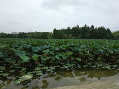-紫薇公园