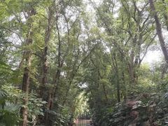 -上海滨江森林公园