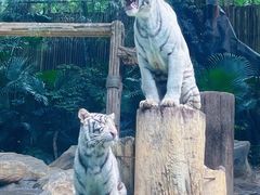 -广州长隆野生动物世界