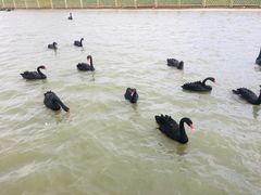 -池杉湖湿地公园