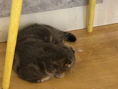 -猫咪派对(江南西店)