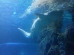-左海海底世界