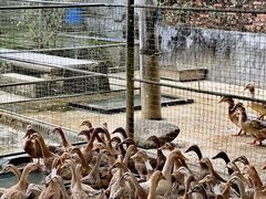 -兴隆槟榔园休闲农庄