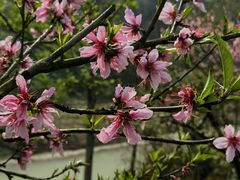 -唐崖土司城遗址