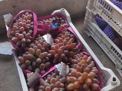 -马陆小张葡萄园农家乐