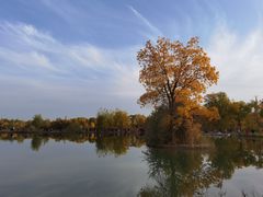 -金塔沙漠胡杨林景区
