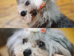 -志龙皇冠吃货椰子铺