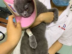 -特一安24小时宠物医院·骨科·中兽医