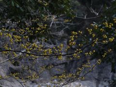 -燕子河大峡谷天坑仙境