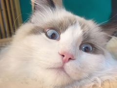 -猫十亿·布偶金渐层·曼基康矮脚猫舍(青年路店)