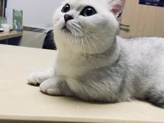 -宠颐生宠物医院外科·内科·皮肤科·影像科(石龙店)
