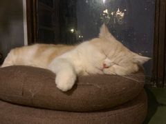 -猫猫幼稚园·撸猫·桌游·电玩