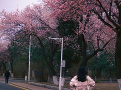 -吉林大学(南岭校区)