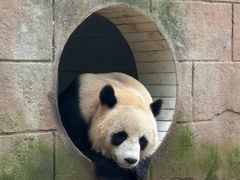 -中国大熊猫保护研究中心雅安碧峰峡基地