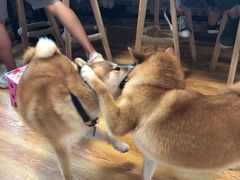 -柴犬高等学院·狗咖·柴犬售卖·宠物训练