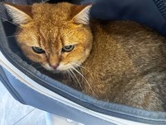 -瑞鹏宠物医院·骨科·猫科·内科(第一中心)